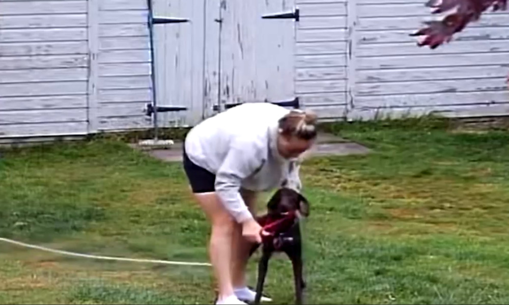 Paige Williams and her partner Bradley Archer were paid £1,400 to take care of the pets (image via SWNS)