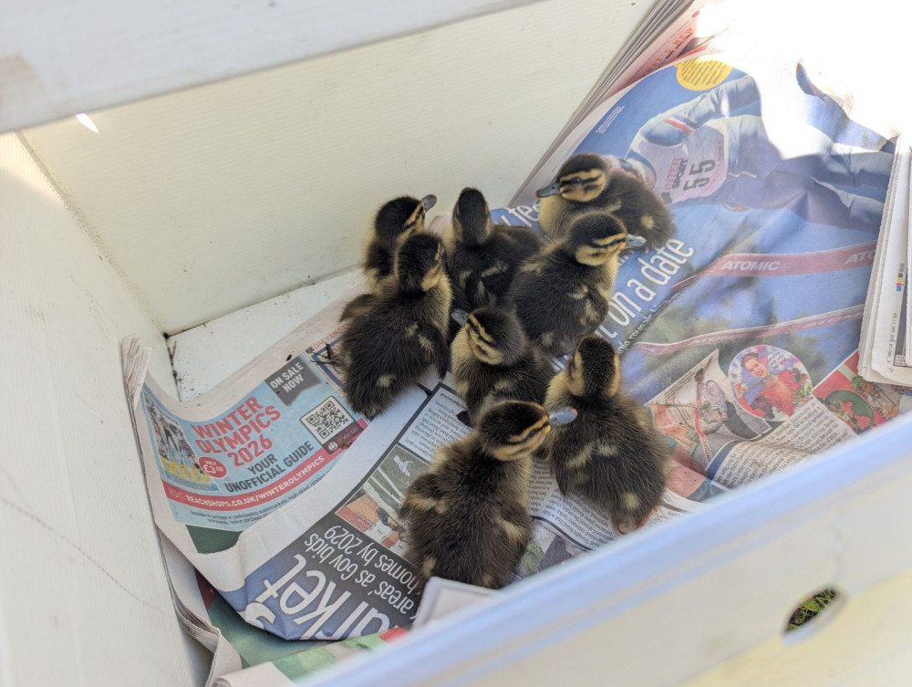 All eight ducklings were successfully rescued  (Image via: RSPCA)