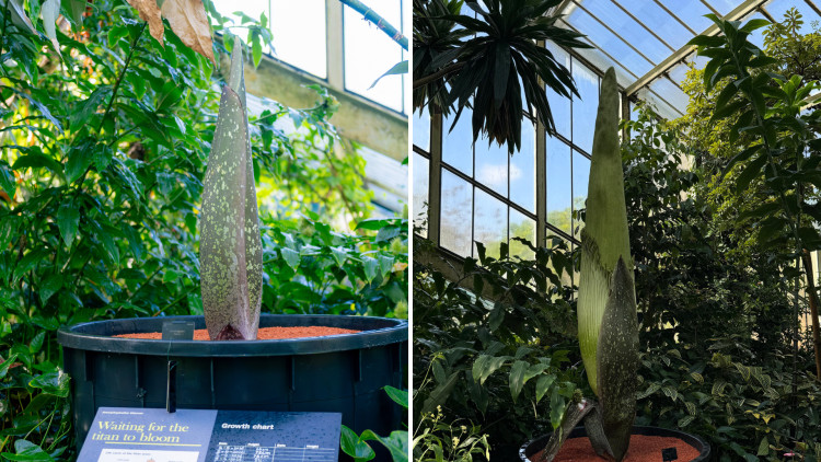The towering Amorphophallus titanum is nearing full bloom inside the Princess of Wales Conservatory at Kew (credit: Sebastian Kettley/ RBG Kew).