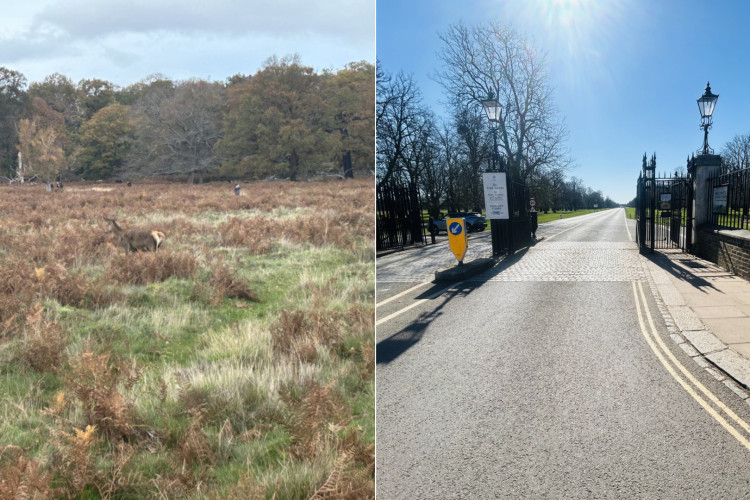 Richmond (L) and Bushy (R) Parks ranked in top five best picnic spots in the UK according to research (Credit: Tilly O'Brien)