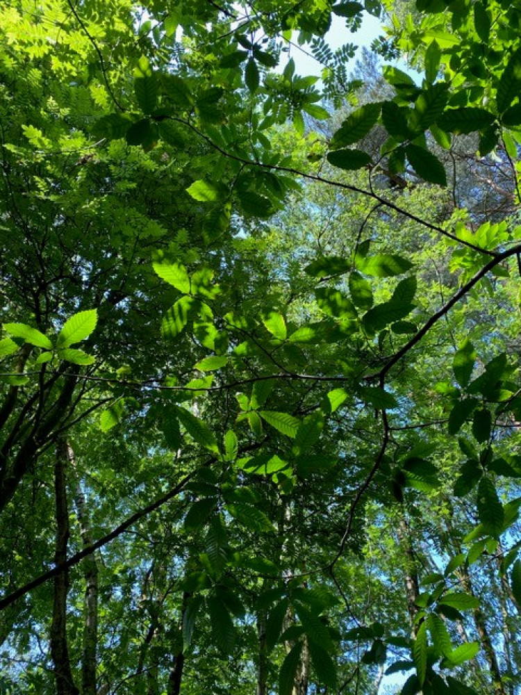 Creative Nature Connection, a Forest-Bathing Experience at Tegg’s Nose - May