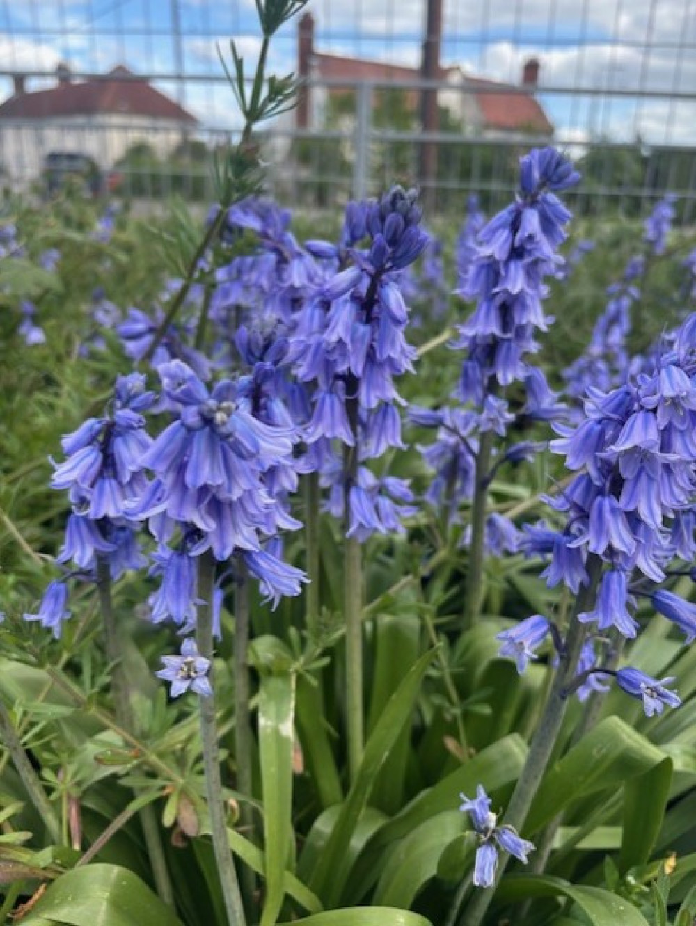 Bluebells on the Corringham plot