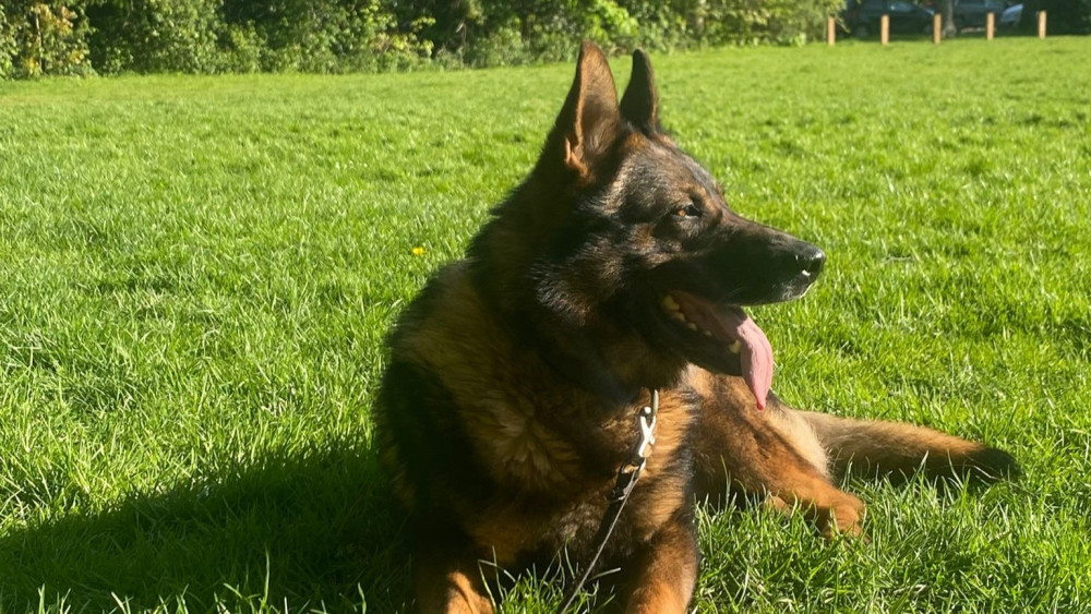 PD Bren can look forward to a retirement of being a family dog and enjoying caravan holidays (Image - GMP)