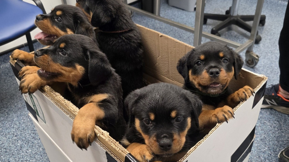 Wright and Morten Vets offer a range of targeted promotions and health plans designed to make the first year more affordable for new pet owners (Credit: W&M Vets)