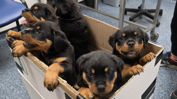 Wright and Morten Vets offer a range of targeted promotions and health plans designed to make the first year more affordable for new pet owners (Credit: W&M Vets)
