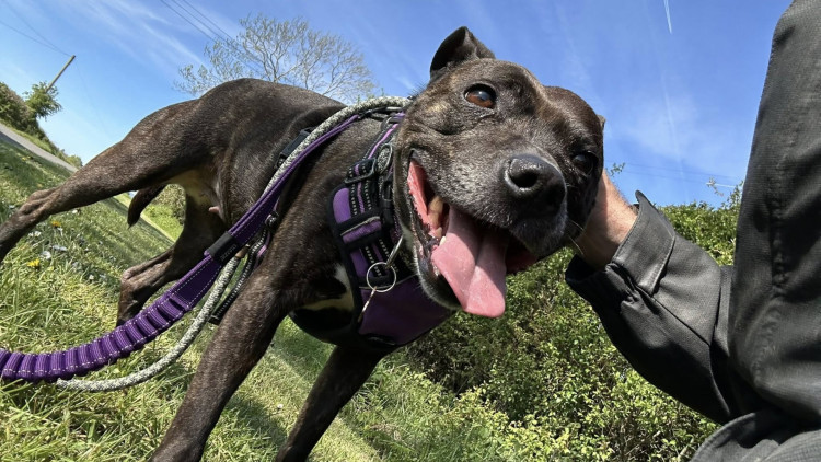 The rescue should open in the next six to 12 months (image via Senior Staffy Club)