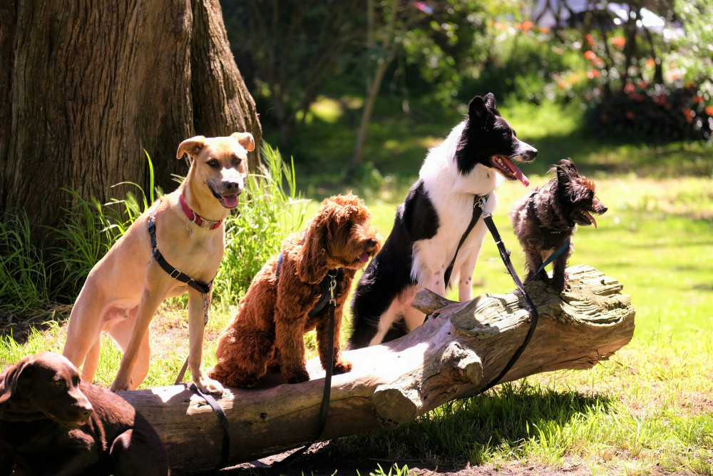 Wells-based Nurture vets support Weston Rotary Dog Day on 9 May with dog classes, family fun, and charity fundraising, benefiting local causes