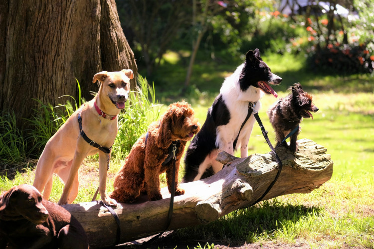 Wells-based Nurture vets support Weston Rotary Dog Day on 9 May with dog classes, family fun, and charity fundraising, benefiting local causes