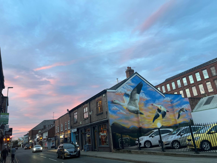 Snow Goose (Credit: Nub News)