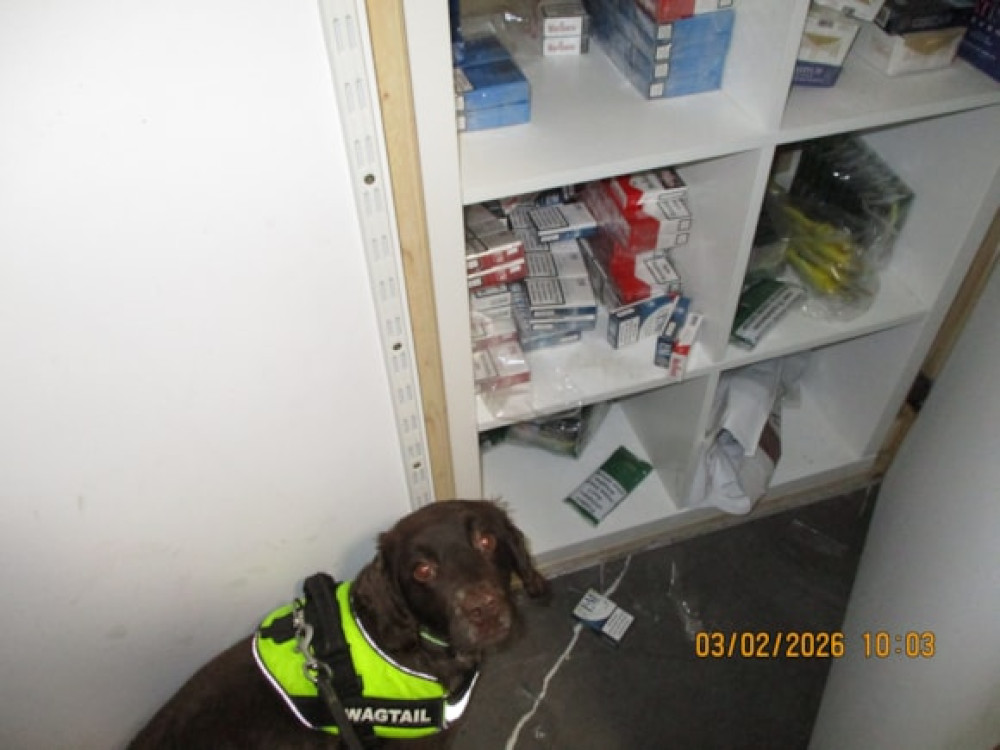 Sniffer dog Dora
