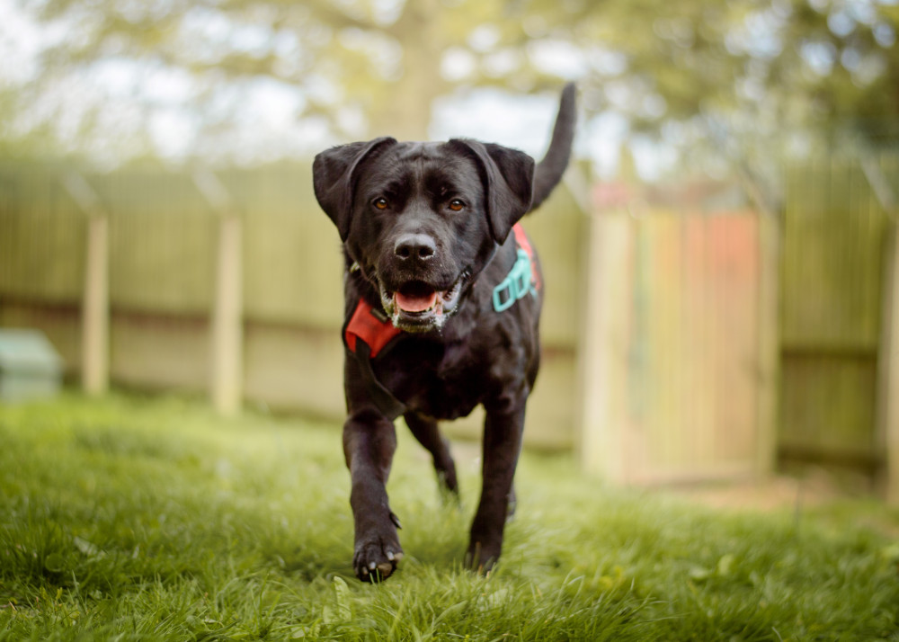 Bella Boo has been rehomed by Dogs Trust Kenilworth (image supplied)