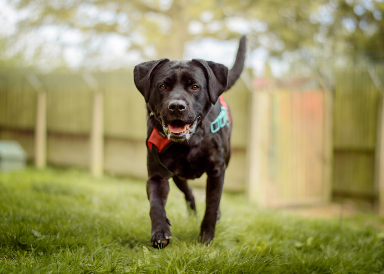 Bella Boo has been rehomed by Dogs Trust Kenilworth (image supplied)