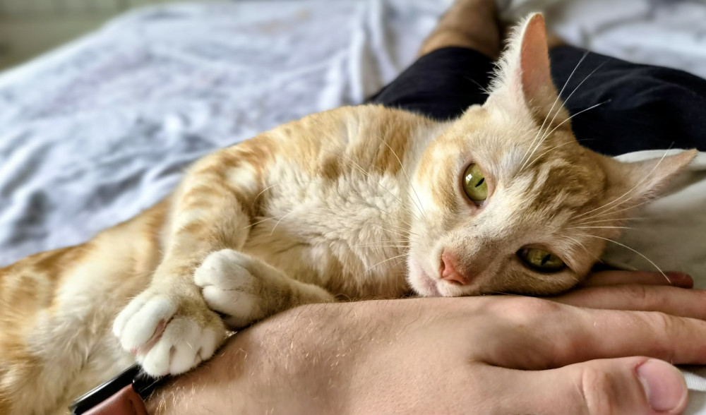 The Renters' Rights Act has come into force giving more people than ever before the opportunity to own an animal (Photo: Ryan Parker).