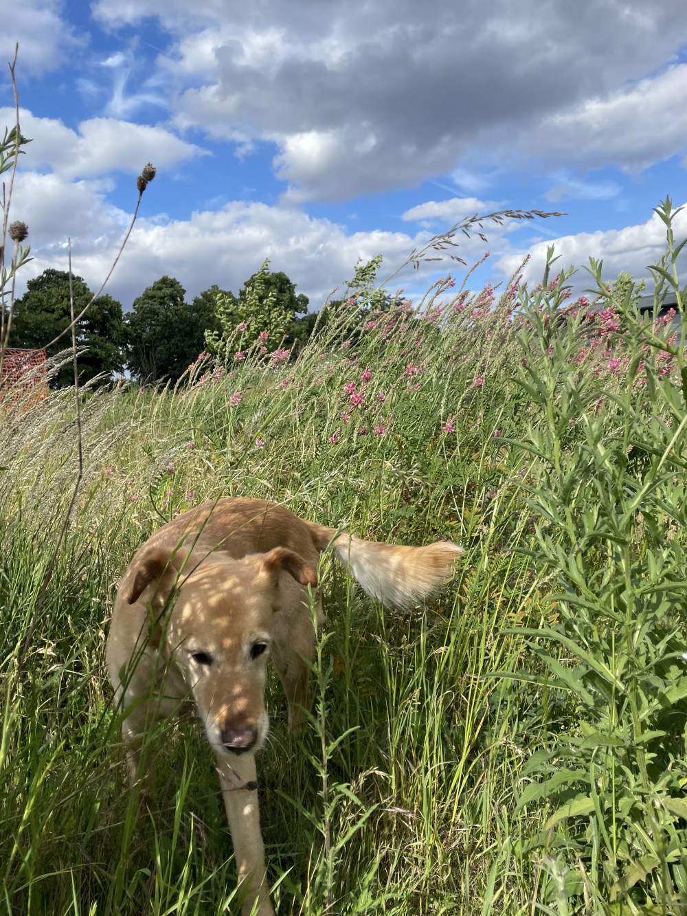 Dog Friendly Walk on Barnes Common