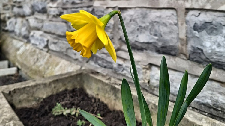 Glastonbury in Bloom is asking residents to donate spare plants and cuttings for St John's Infants School and Jumping Johns Nursery.