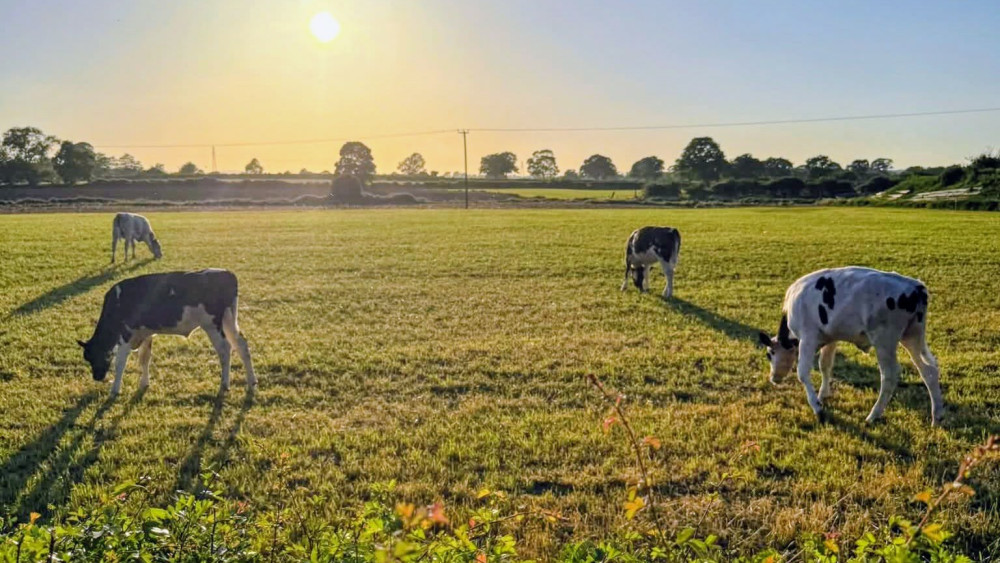A field behind Crewe Road is a historic burial ground, relating to the highly infectious foot-and-mouth disease outbreak of 1967 (Photo: Victoria Coghlan).