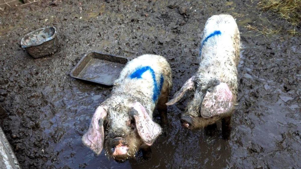Glastonbury piglets dumped in driveway rescued by RSPCA (Supplied) 