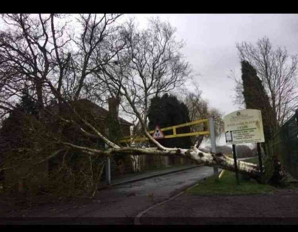 A tree toppled over in high winds at Scotlands Playing Fields - Photo: Ian Hodges/Coalville Raven 7s Twitter Page