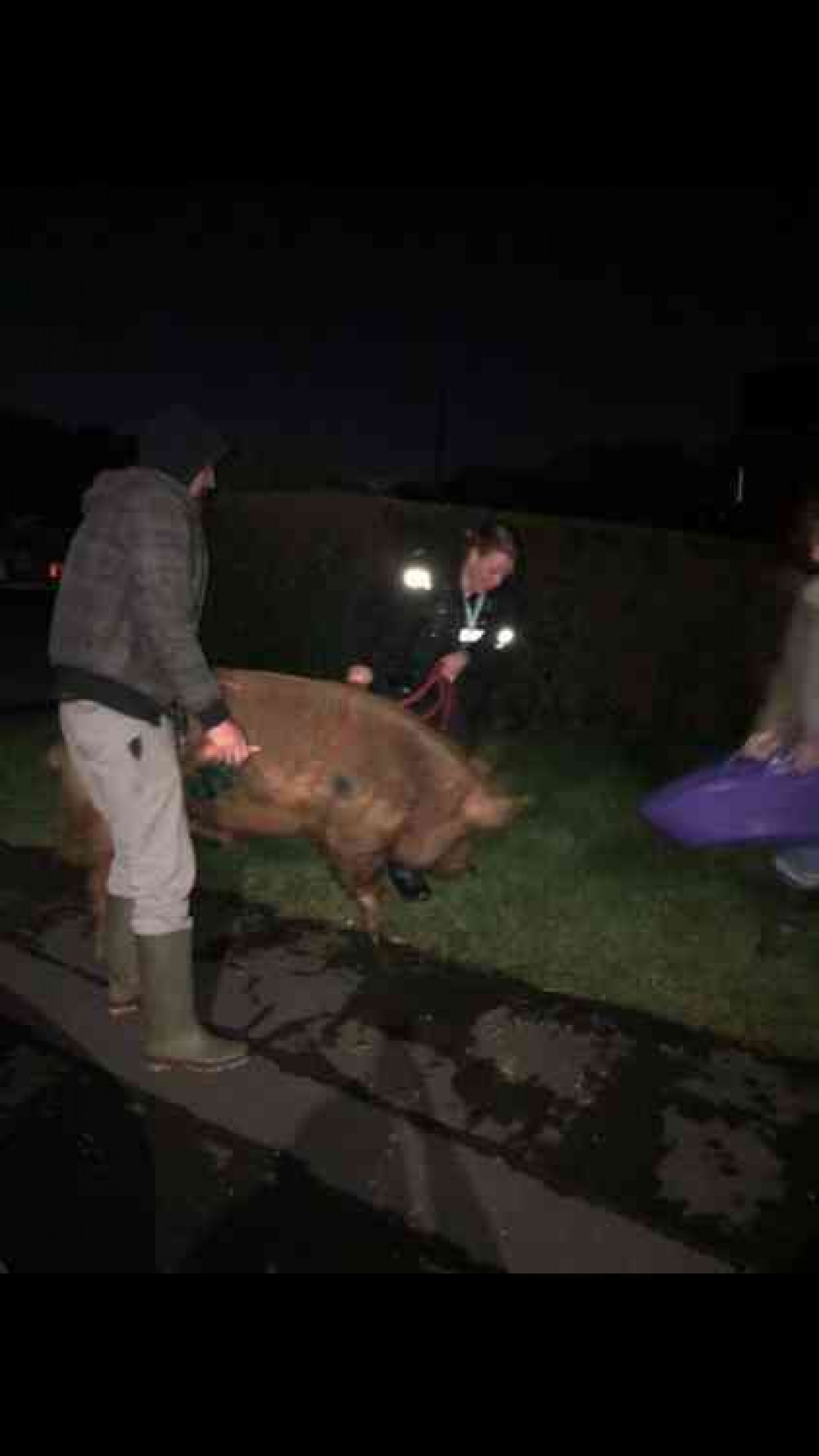 Police move in to get the pig under conrtol... Photo: North West Leicestershire Police Facebook page