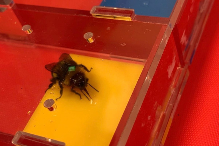 The team wanted to better understand how male bumblebees behave and learn (Image supplied)