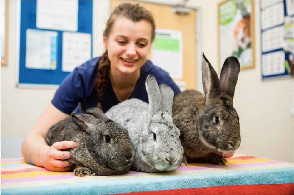 Congleton Veterinary Centre has announced the launch of a new discount at-home service (Credit: CVC)
