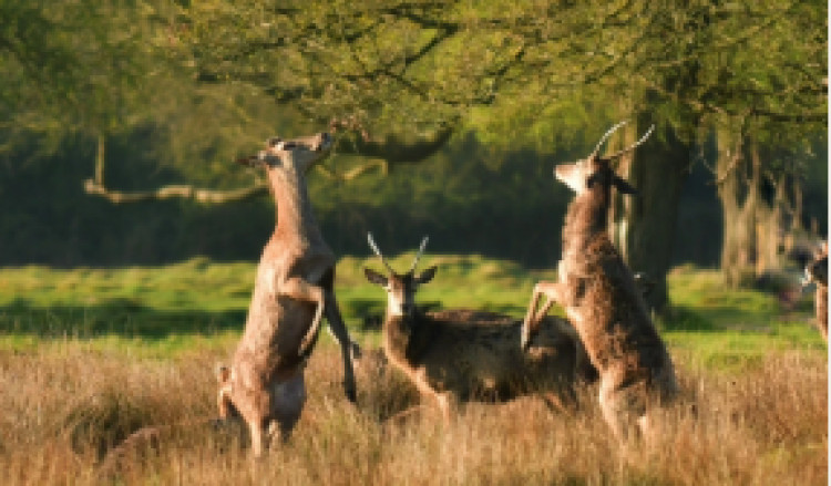 Deer birthing season in Bushy Park has begun (Credit: The Royal Parks)