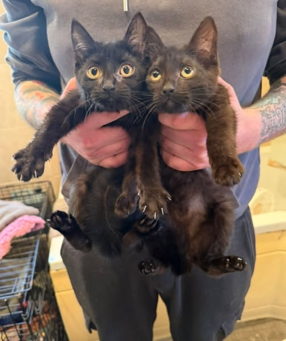 Bubbles and Breeze will soon be looking for new homes. (Photo: Alsager Animals in Need) 