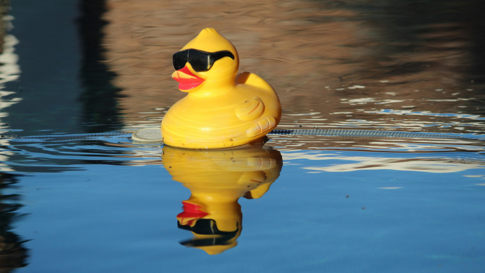 The Bramhall Duck Race is taking place on Sunday 17 May 2026 from 11am until 4pm, organised by Bramhall Rotary Club (Image - Susan Weber / Unsplash)