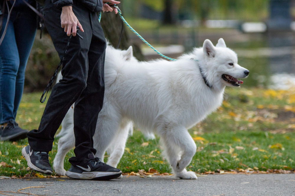 Wells named third-best UK city for dog walks (Photo: Unsplash) 