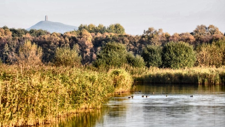 Glastonbury Discover Nature fortnight offers free walks and talks