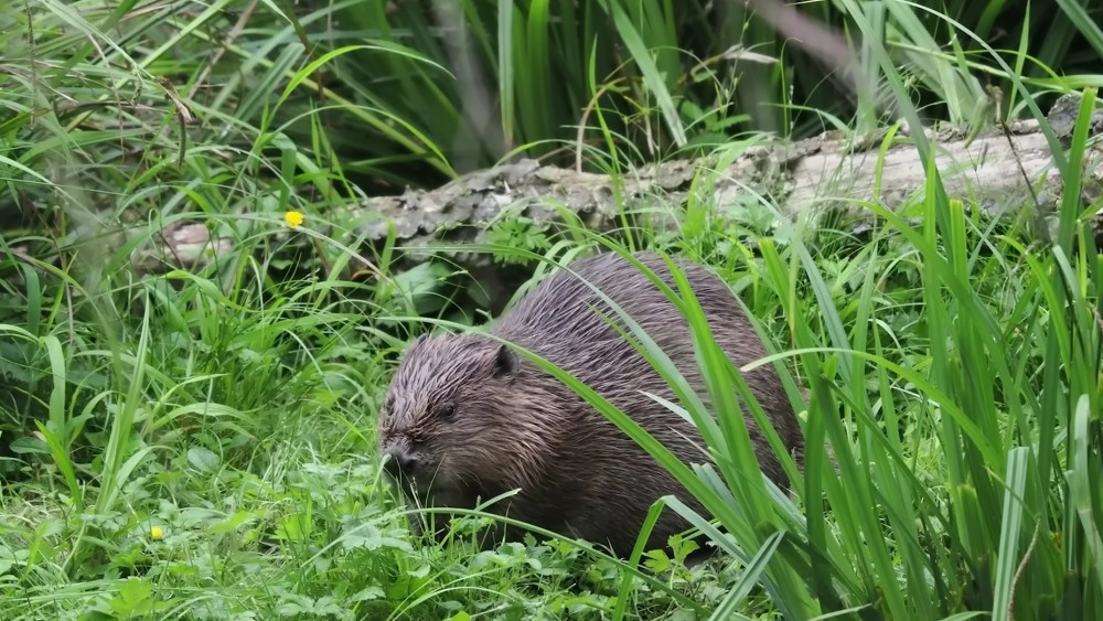 Beavers became extinct in the UK 400 years ago (image via National Trust on Youtube)