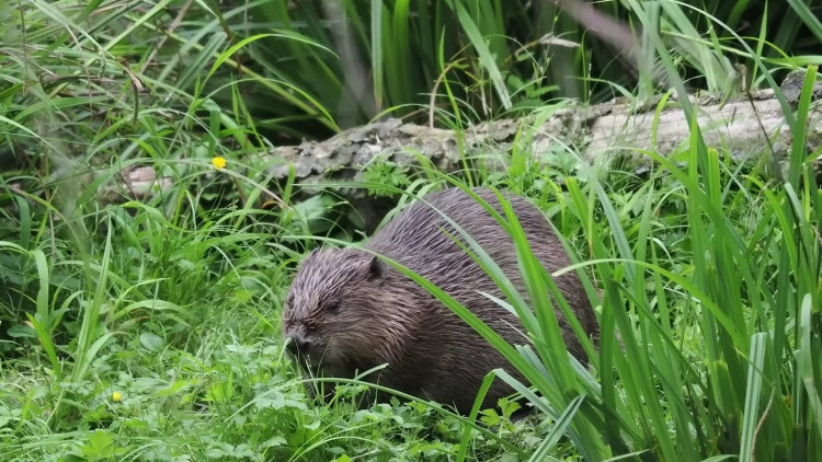 Beavers became extinct in the UK 400 years ago (image via National Trust on Youtube)