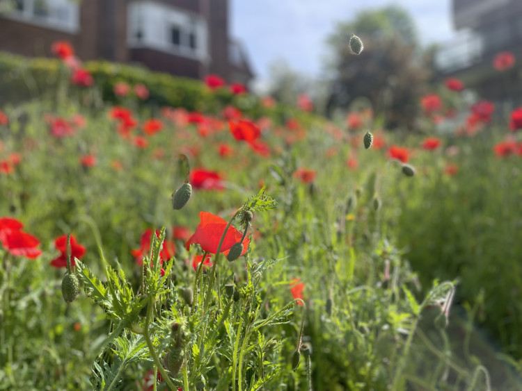 The Poppy Factory - Discovery: Thursday 11 June at 12.30PM