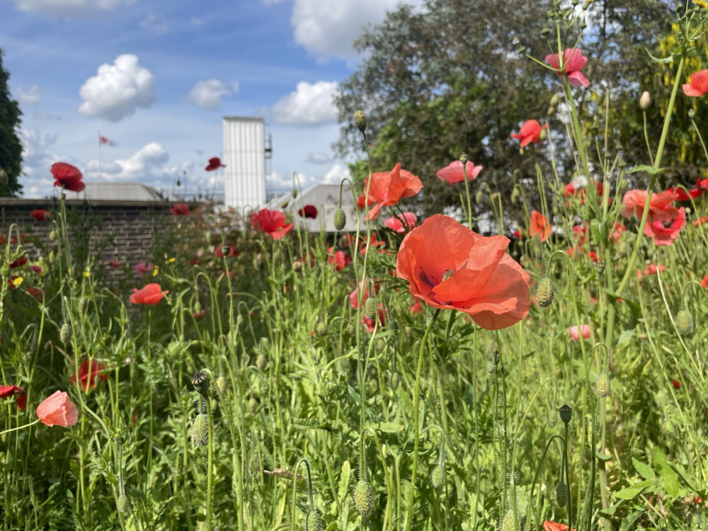 The Poppy Factory - Discovery: Thursday 25 June at 12.30PM