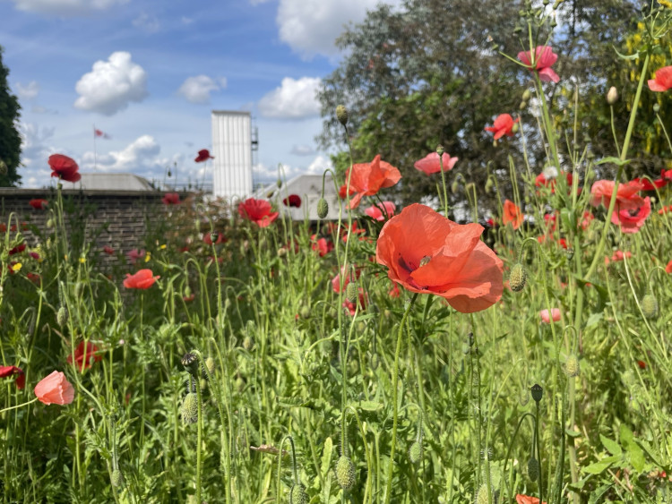 The Poppy Factory - Discovery: Thursday 25 June at 12.30PM