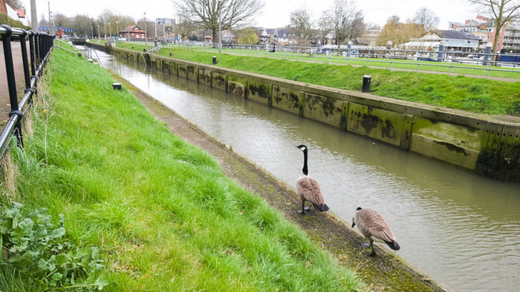 'The river flow at Teddington Weir is 20 cubic metres per second and is steady,' says the Environment Agency (credit: Nub News).