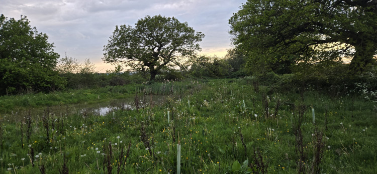 A council-owned site between Chester and Frodsham is set to become a wildlife haven (Image supplied)
