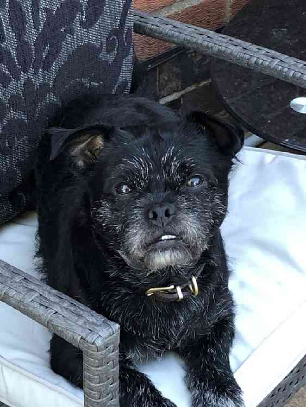 Runaway Ronnie...sitting pretty in a patio chair after his adventure Runaway Ronnie...sitting pretty in a patio chair after his adventure