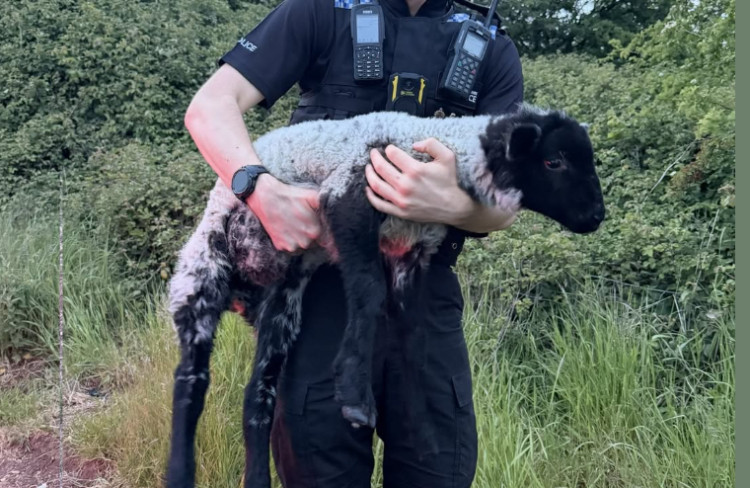 Police safely returned a stray lamb, 'Larry,' after he was found on the A46 near Warwick (OPU Warwickshire) 