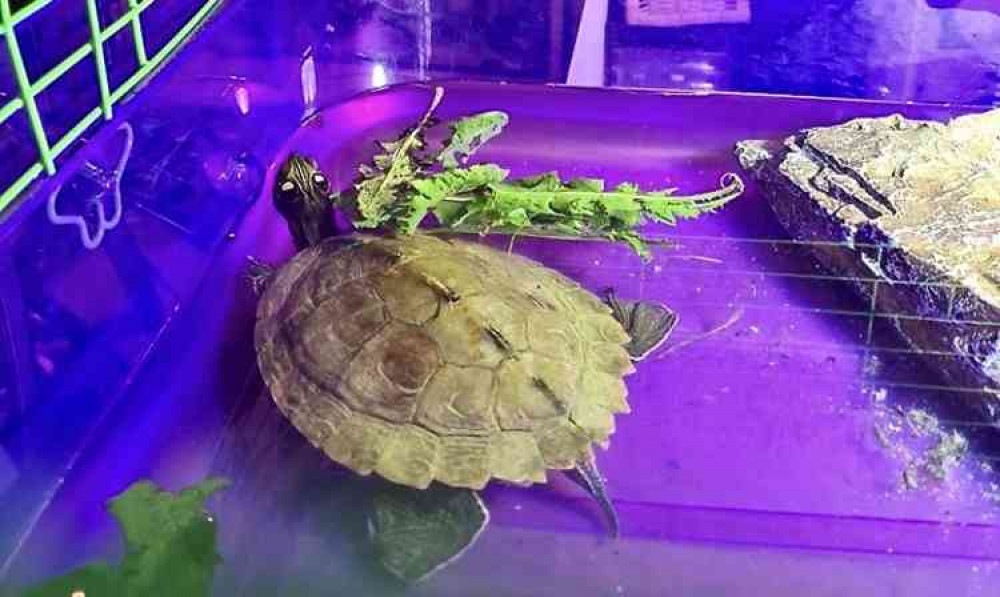 The turtle is recovering at with the Animal Crisis Team in Swadlincote