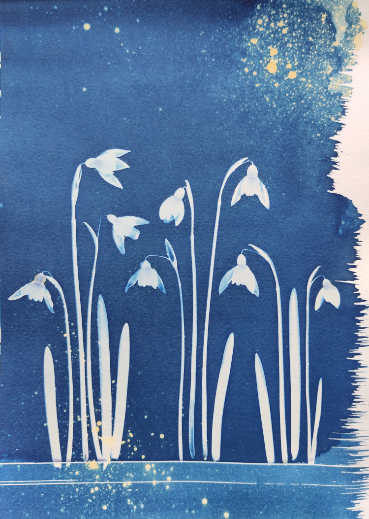 Printing with Sunshine - learn to make Cyanotype prints.