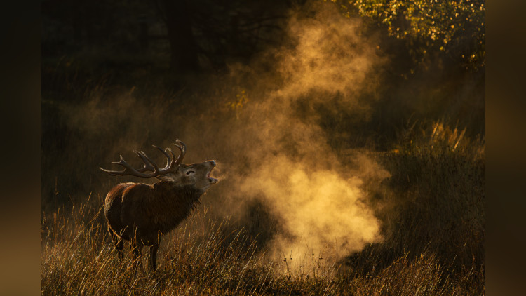 One of the previous winning photographs: Call of the wild - red deer stag by Oliver Cadman (image via Staffordshire Wildlife Trust)
