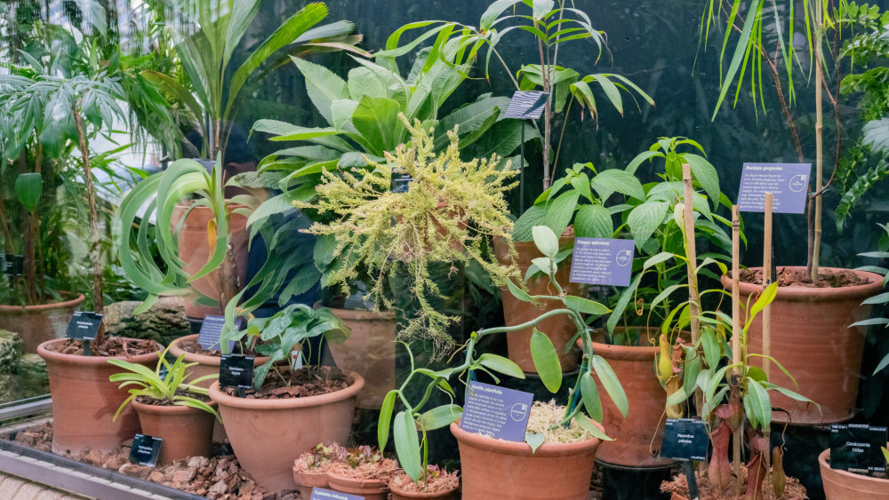 Rare and endangered plant species, including the Blue Amaryllis and Albany pitcher plant, are now on display at Kew Gardens’ new EDGE exhibition inside the Princess of Wales Conservatory (credit: Sebastian Kettley/ RBG Kew).