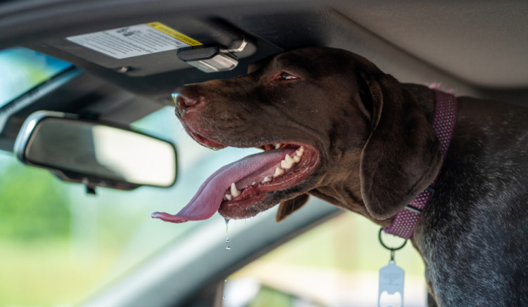 "No dog ever suffered from missing some walks, but walking in this heat can be fatal." Make sure you keep dogs cool and hydrated. (Photo: Canva)