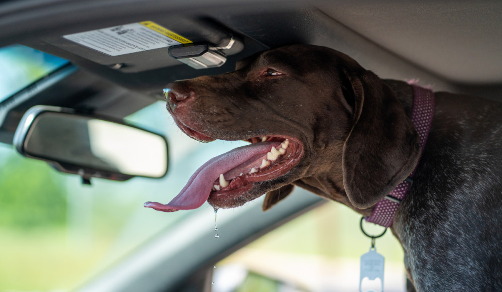 Wright & Morten vets have urged pet owners to be 'pro-active' to protect their pets during the heat (Credit: Canva)