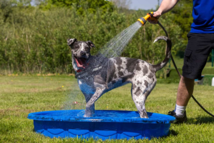Alsager is preparing for temperatures as high as 30°C this late May bank holiday, with the RSPCA providing pet top advice (Photo: RSPCA).