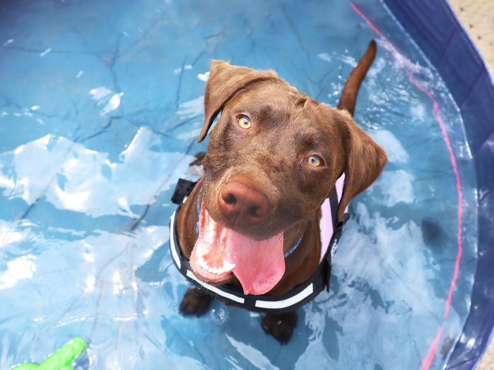 Loki the Lab cooling down in a paddling pool (image by Dogs Trust)
