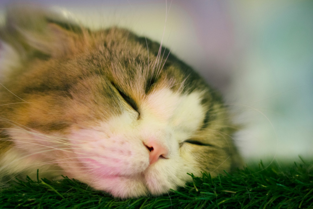 Nurture says 20-minute appointments are giving pets and owners more time to discuss health concerns and treatment options.