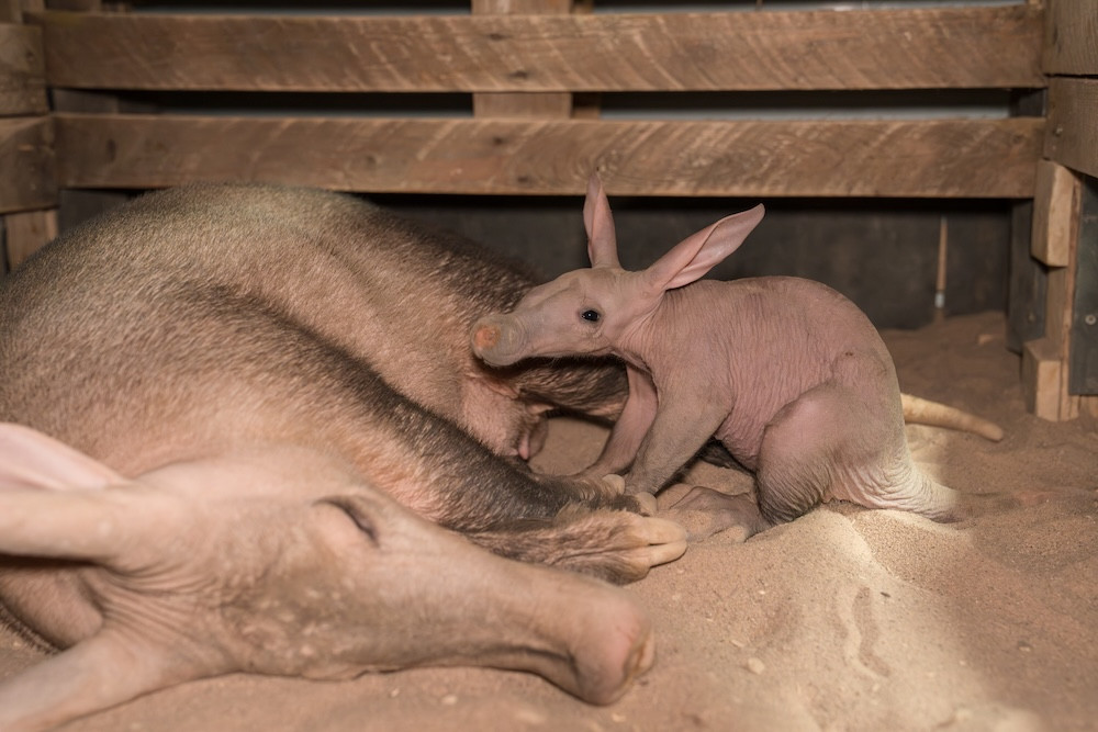 Mum Oni wasn’t producing enough milk to fully support the youngster (Image via: Chester Zoo)