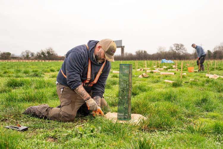 More than 5,000 native trees have been planted on Chester Zoo property (Image via: Chester Zoo)